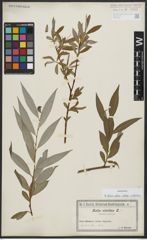 Foto von Salix alba subsp. vitellina (L.) Arcang.